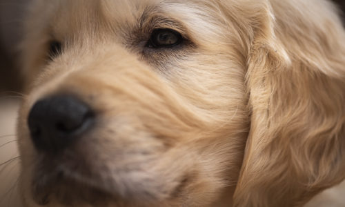 Why I Photograph Pets