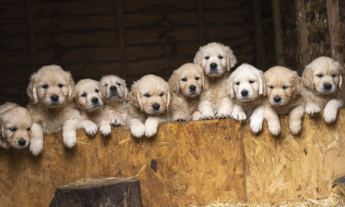 Puppies