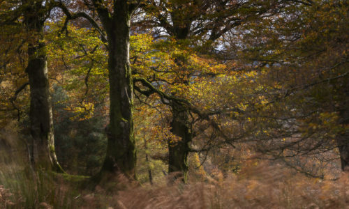 Autumn colours in Wicklow