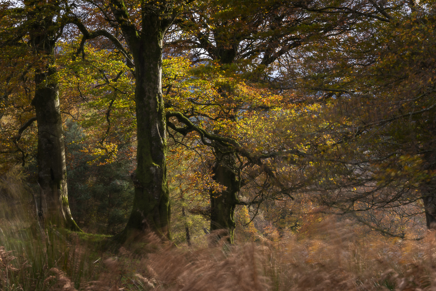 Autumn colours in Wicklow