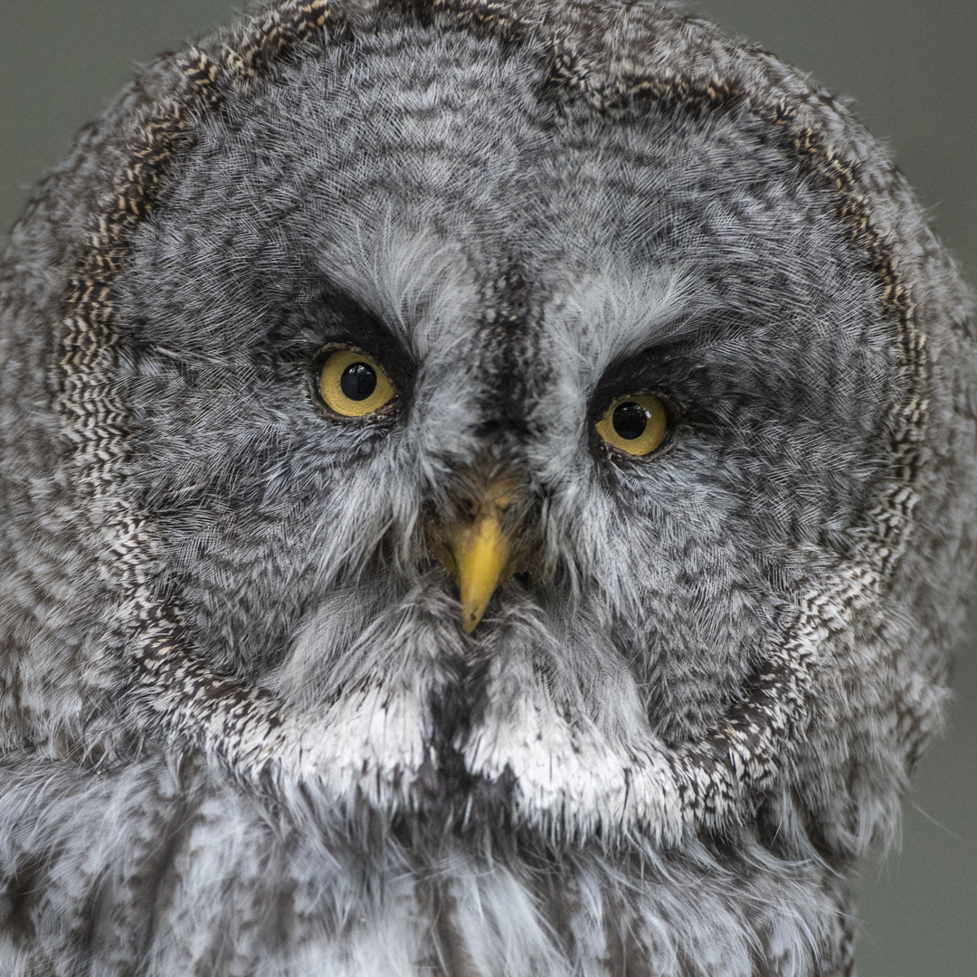 Turbary Woods, Owl and Bird Sanctuary