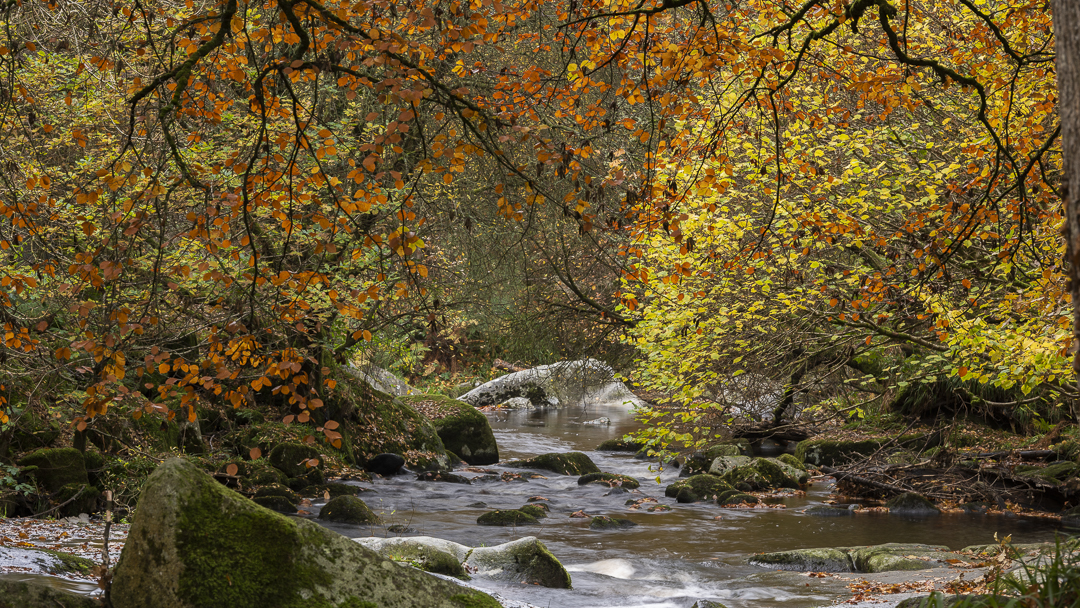 Autumn in Winter